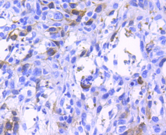 Anti-Phospho-CDK2 (Tyr15) Antibody (3L907)