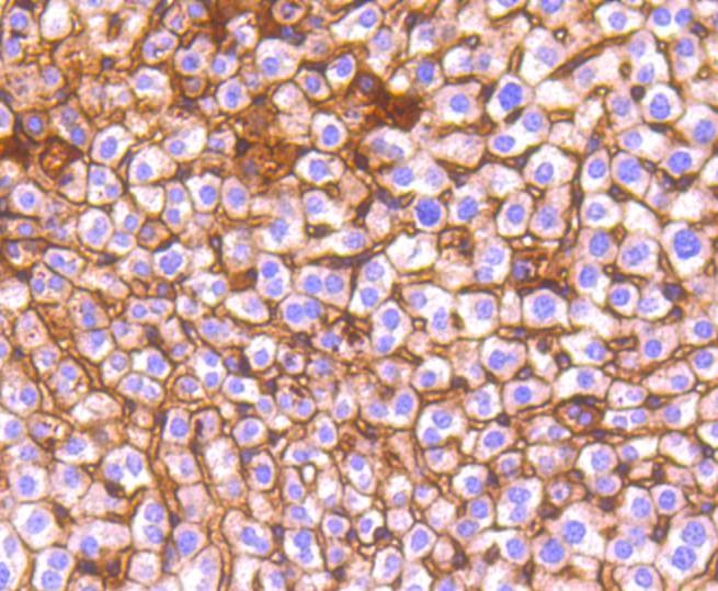 Anti-CDH1 Antibody (5F903)