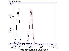 Anti-PFKFB3 Antibody (1B165)