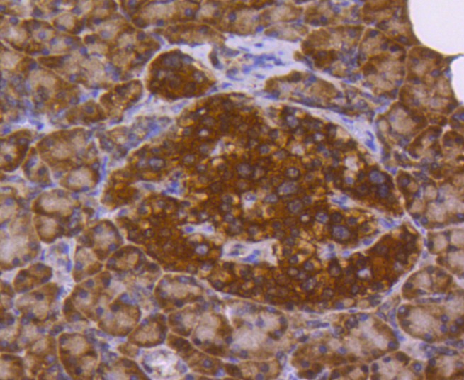 Anti-PARK7/DJ1 Antibody (9Q473)