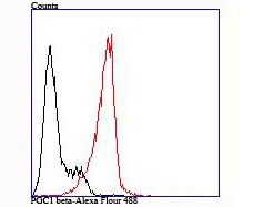 Anti-PGC-1 beta Antibody (2Y825)