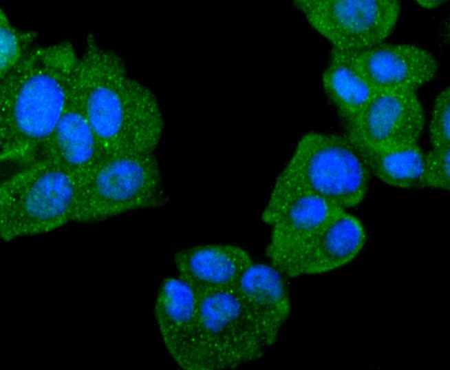 Anti-PARK7/DJ1 Antibody (9Q473)