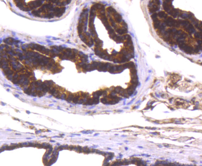 Anti-PARK7/DJ1 Antibody (9Q473)