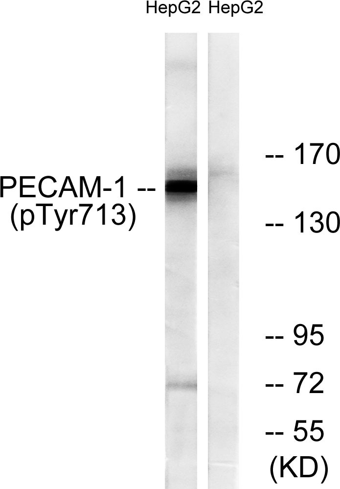Anti-Phospho-CD31 (Tyr713) Polyclonal Antibody