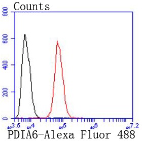 Anti-PDIA6 Antibody (6G49)