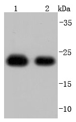 Anti-Peroxiredoxin 1 Antibody (9D82)