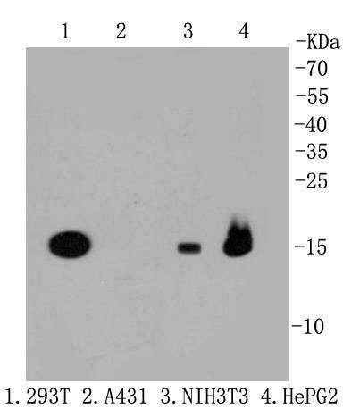Anti-TSPO Antibody (9Y314)