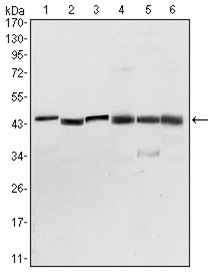 Anti-PDK1 Antibody (4S37)