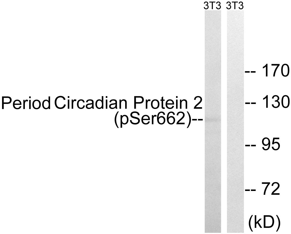 Anti-Phospho-Period Circadian Protein 2 (Ser662) Polyclonal Antibody
