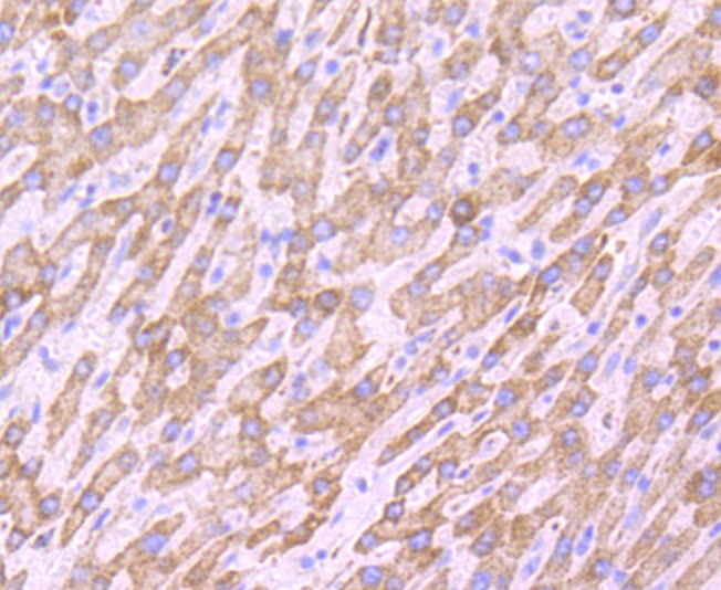 Anti-PRDX3 Antibody (7V569)