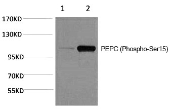 Anti-Phospho-Pepsinogen C/PGC (Ser15) Polyclonal Antibody