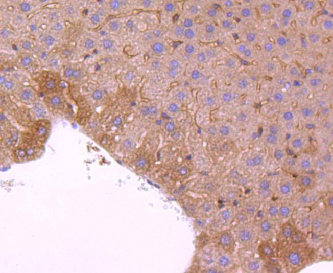Anti-Peroxiredoxin 2 Antibody (6A598)