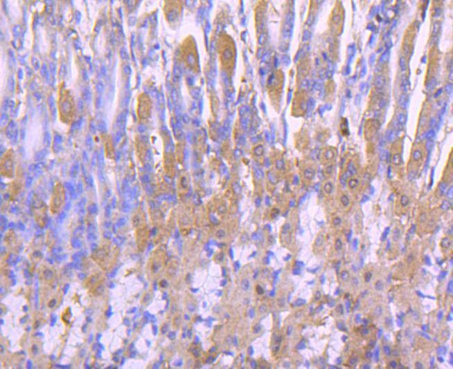 Anti-Peroxiredoxin 2 Antibody (6A598)
