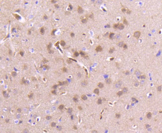 Anti-PBP Antibody (4X935)