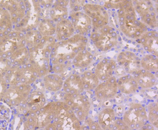 Anti-PBP Antibody (4X935)
