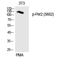 Anti-Phospho-Per2 (Ser662) Polyclonal Antibody