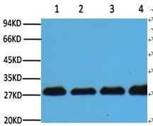 Anti-PCNA Antibody (6A447)