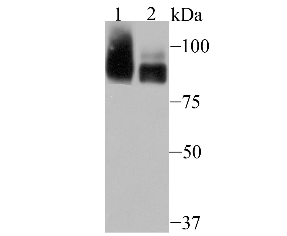 Anti-PCAF Antibody (2Q586)