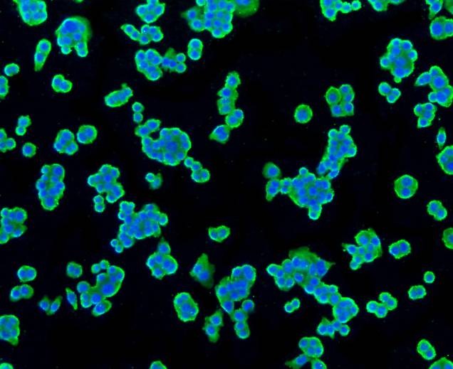 Anti-TSPO Antibody (9Y314)