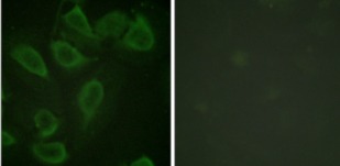 Anti-Phospho-CD31 (Tyr713) Polyclonal Antibody