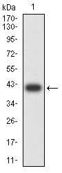 Anti-PCDH9 Antibody (5O723)