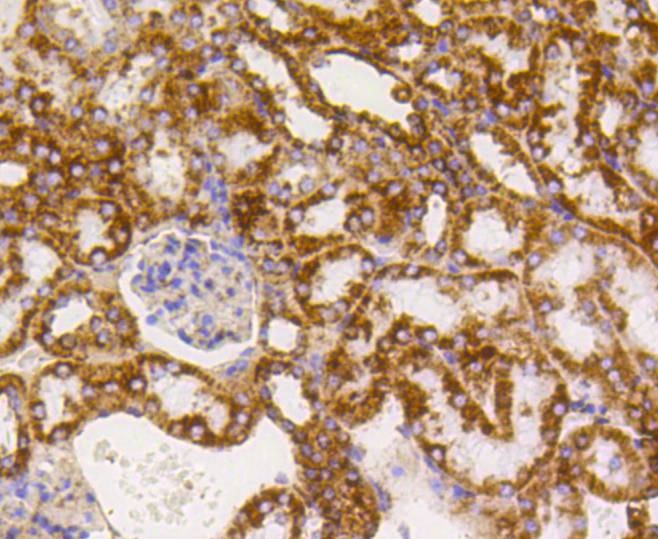 Anti-TSPO Antibody (9Y314)