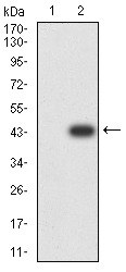 Anti-PCDH9 Antibody (5O723)