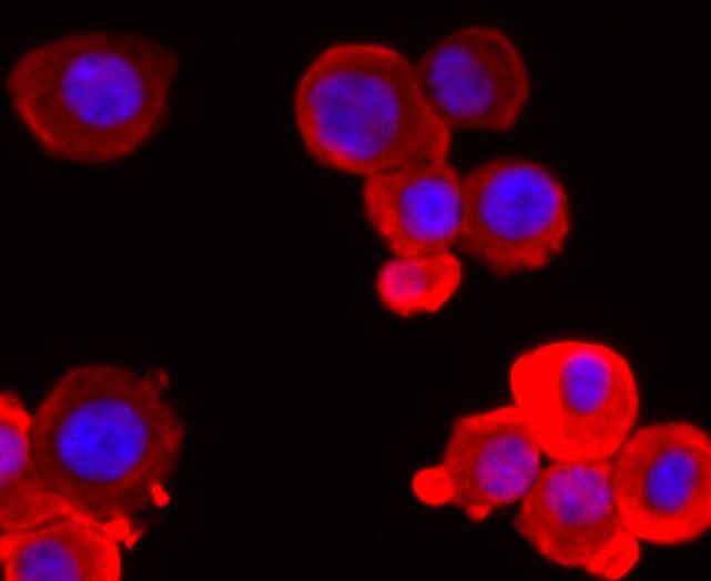 Anti-UCHL1 Antibody (2X729)