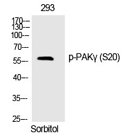 Anti-Phospho-PAK2 (Ser20) Polyclonal Antibody