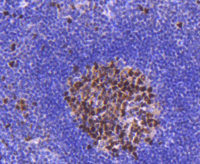 Anti-PCNA Antibody (2C751)