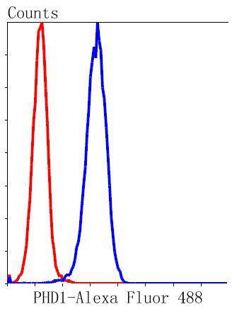 Anti-EGLN2 Antibody (7L776)