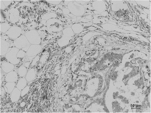Anti-Pan-methyl-Lysine Antibody (7Q88)