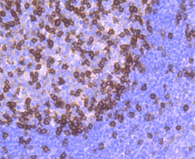 Anti-PD-1 Antibody (6A192)