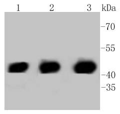 Anti-EGLN2 Antibody (7L776)