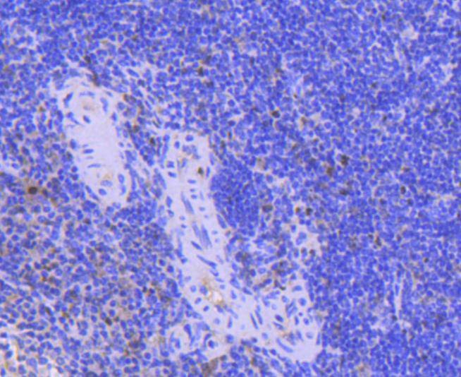 Anti-PCNA Antibody (2C751)