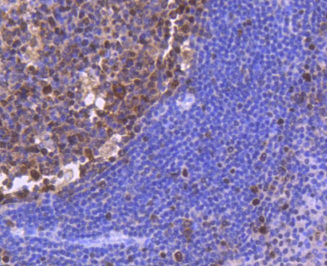 Anti-PCNA Antibody (2C751)