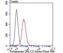 Anti-Proteasome 20S C2 Antibody (1C993)