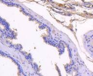 Anti-Kallikrein 3/KLK3 Antibody (4P120)