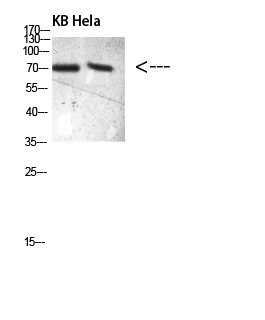 Anti-Phospho-PRC1 (Thr481) Polyclonal Antibody