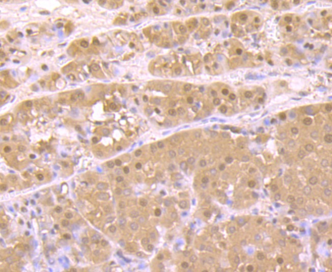 Anti-Proteasome 20S C2 Antibody (1C993)