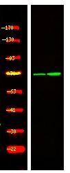 Anti-Phospho-PRC1 (Thr470) Polyclonal Antibody