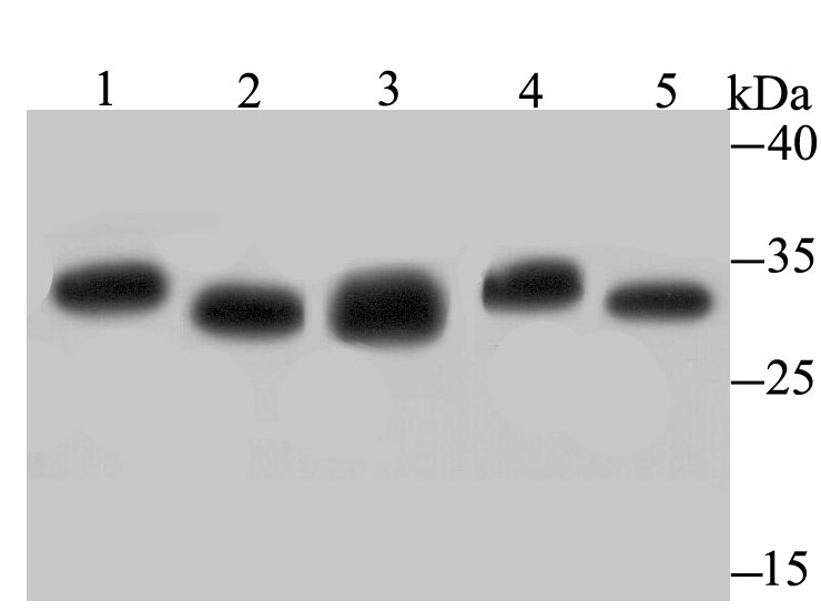 Anti-Proteasome 20S C2 Antibody (1C993)