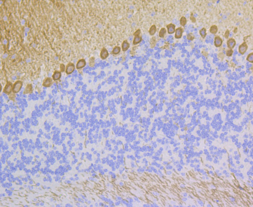 Anti-PKC gamma Antibody (9I127)