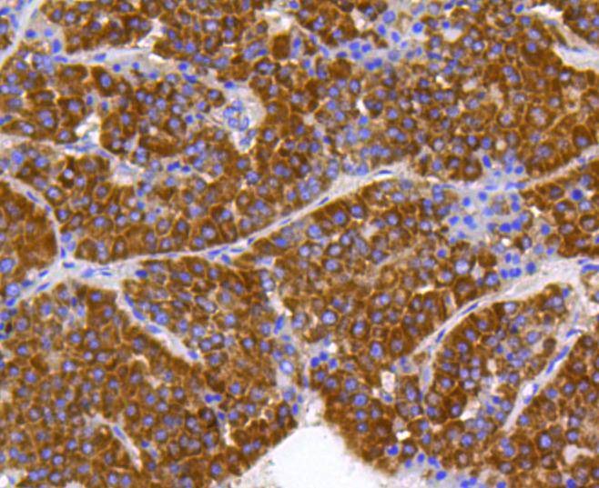 Anti-Prohibitin Antibody (1C561)