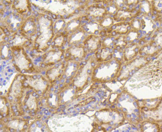 Anti-Prohibitin Antibody (1C561)