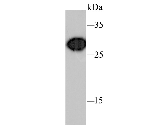 Anti-Prohibitin Antibody (1C561)