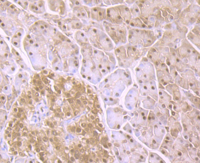 Anti-Proteasome 20S C2 Antibody (1C993)