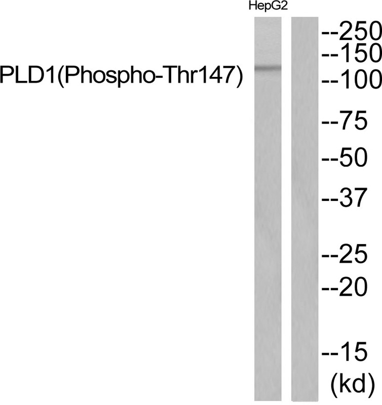 Anti-Phospho-PLD1 (Thr147) Polyclonal Antibody
