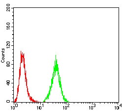 Anti-PRDM5 Antibody (2C105)