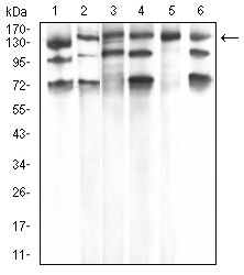 Anti-PLCγ1 Antibody (8G514)